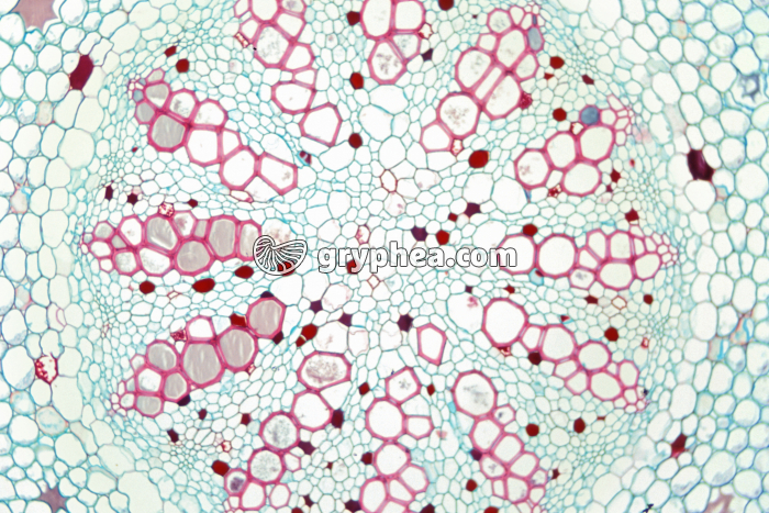 Rhizome de fougère (Angiopteris) CT x15 - gryphea.com